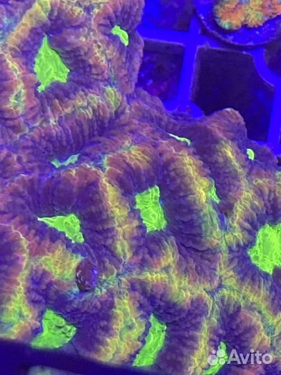 Живые кораллы для аквариума