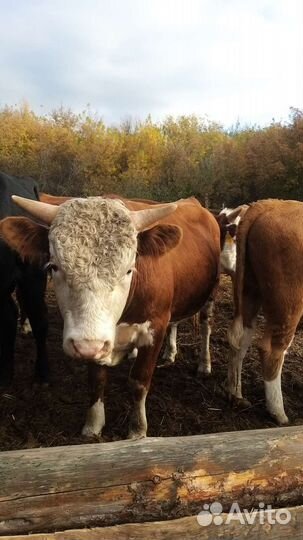 Быки на откорм