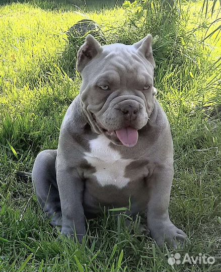 Американский булли