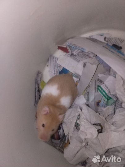 Сирийский хомяк с клеткой