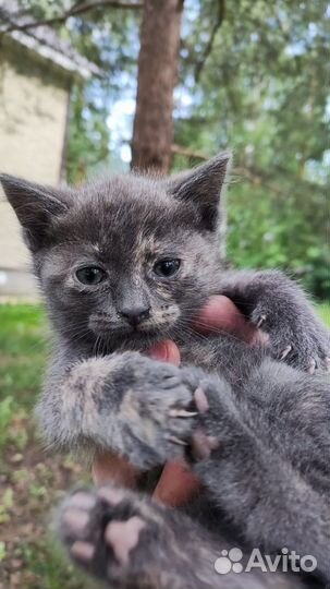Отдаю котенка в добрые руки