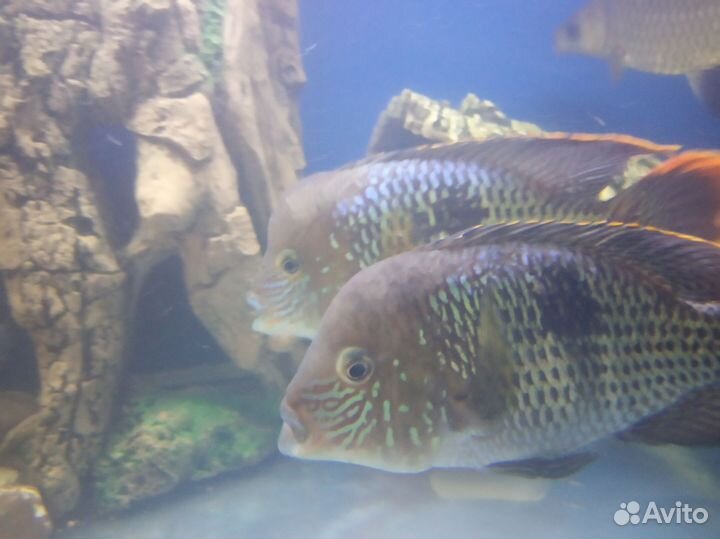 Аквариумные рыбки