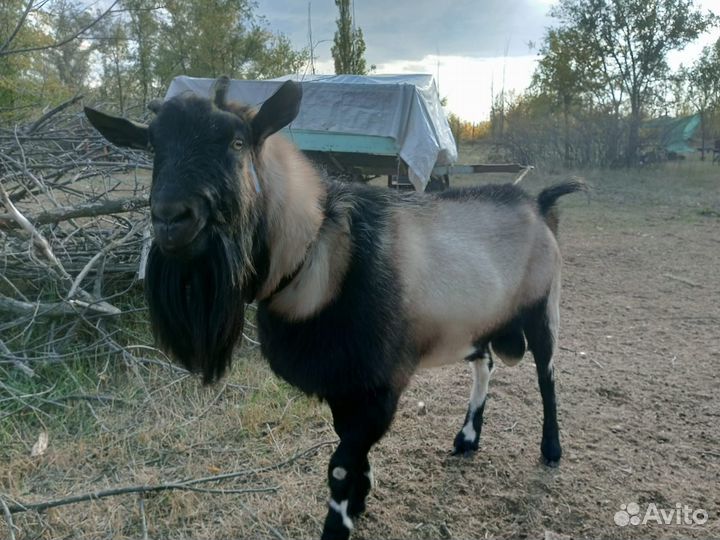 Козел альпийский