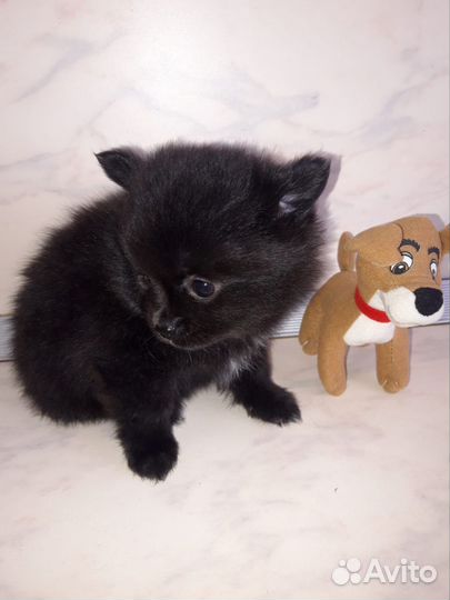 Маленькая собака шпиц/чихуахуа