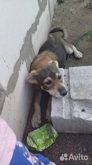 Собаке нужен дом