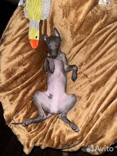 Щенок Левретки. (Итальянская карликовая борзая)