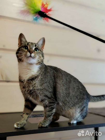 Кошка Глаша ищет дом