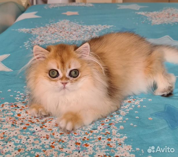 Кошечка Хаврошка