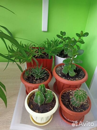 Комнатные цветы