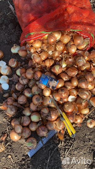 Лук на перо каратал из севка