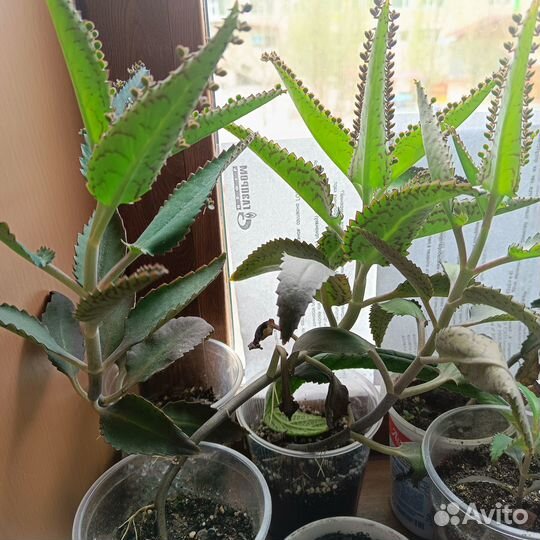 Каланхоэ лечебное