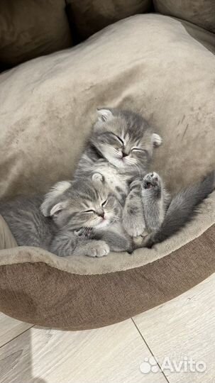 Шотландские вислоухие котята