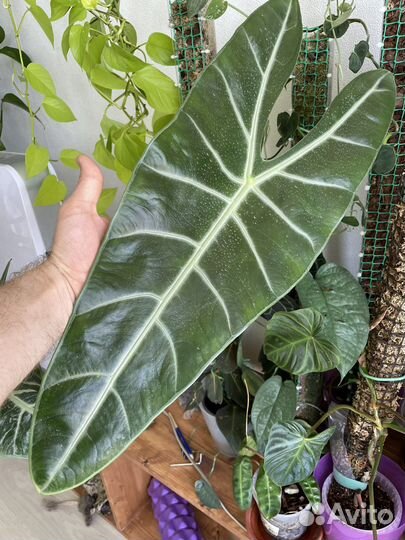 Детки алоказий