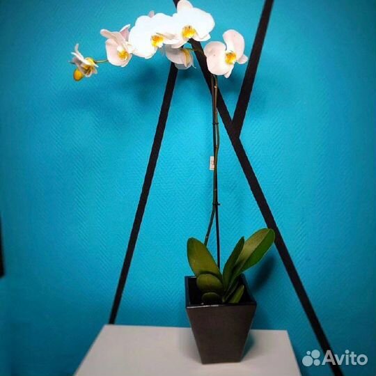 Орхидея