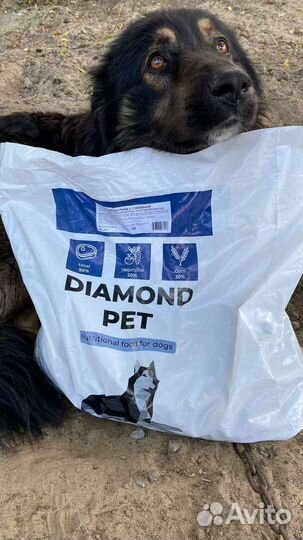 Корм для собак