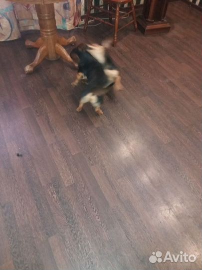 Собаки бесплатно в добрые руки щенки таксы