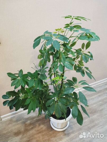 Шефлера (красивый большой цветок)