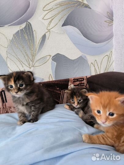 Котята мейн-кун