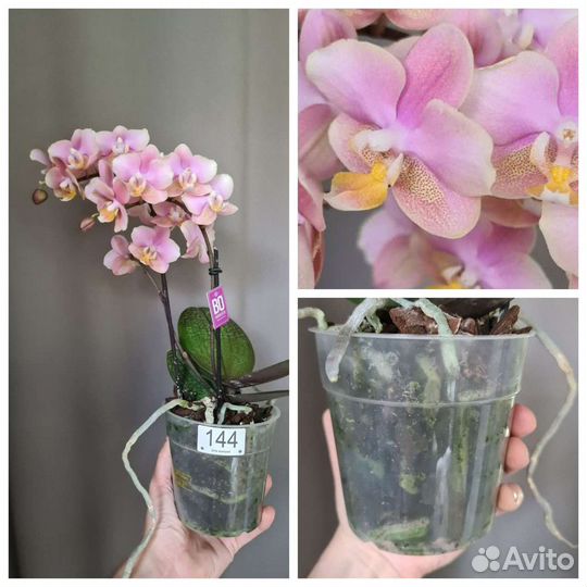 Орхидея фаленопсис Фабрика