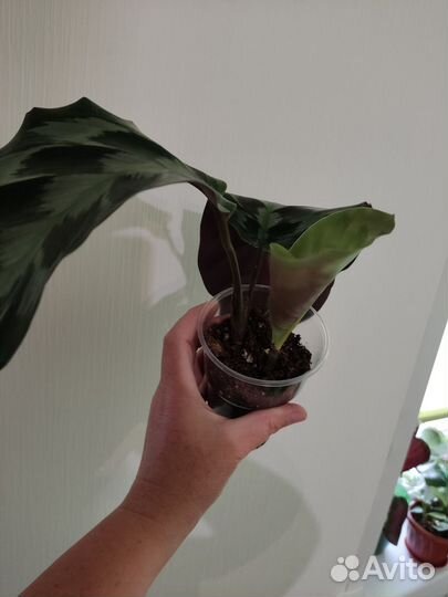 Калатея Хелен Кеннеди