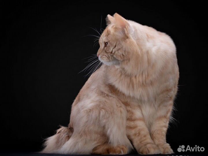 Курильский бобтейл вязка (красное серебро)