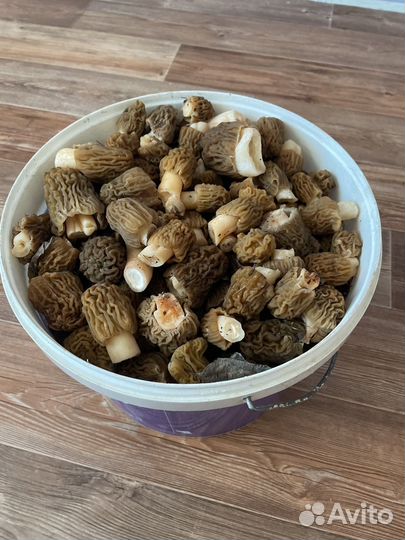 Грибы сморчки(сморчковая шапочка) деликатес