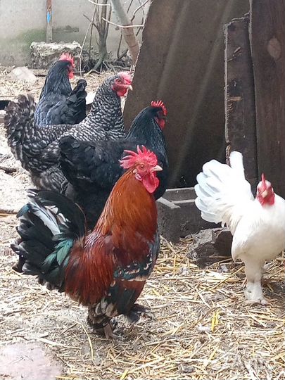 Декоративный петух