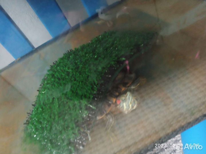 Красноухая черепаха с аквариумом