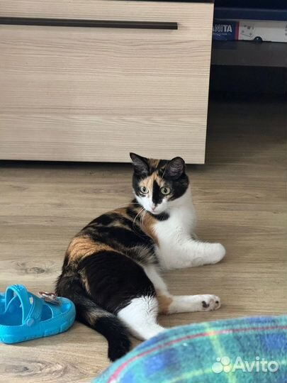 Котенок в добрые руки