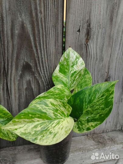 Сциндапсус(эпипремнум)