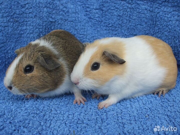 Морская свинка до месяца