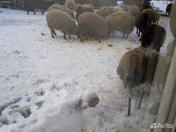 Овцы и ярки