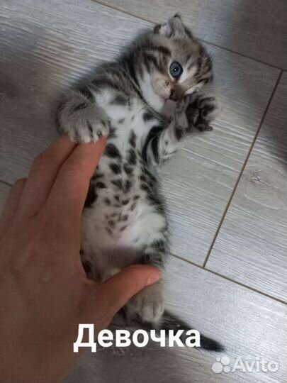 Шотландские котята