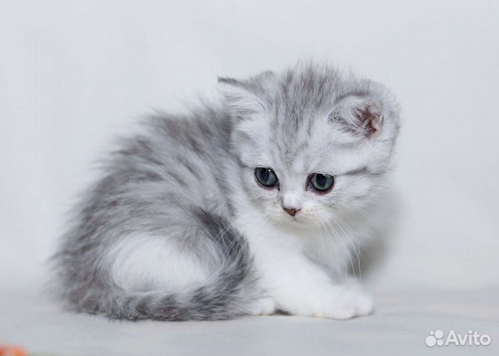 Шотландская зеленоглазая девочка