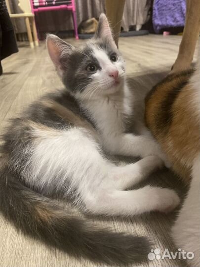 Тонхцветна кошка