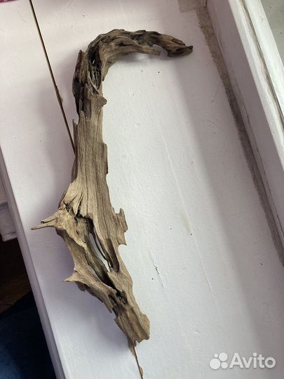 Коряга мангровая