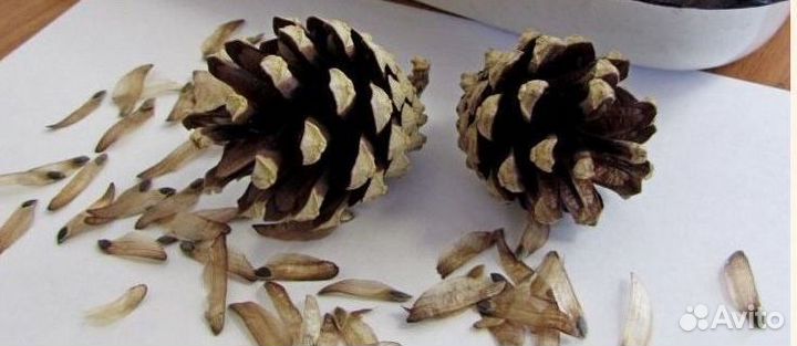 Семена / Сосна обыкновенная