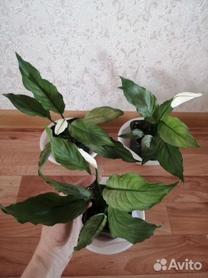 Спатифиллум Спилт Милк и другие