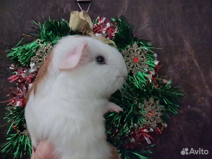 Морская свинка девочка 1 мес