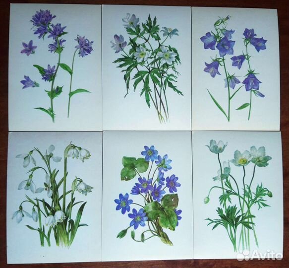 Набор открыток растения под охраной