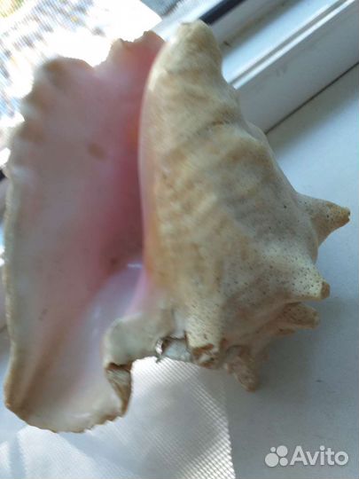Ракушка из моря