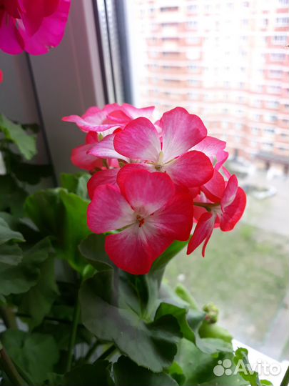 Герань (пеларгония) розовая, королевская, красная