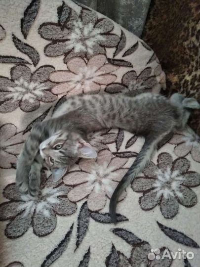 Котёнок Раиса Захаровна