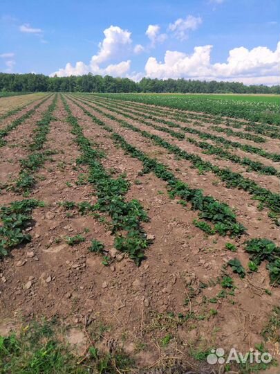 Саженцы Рассада Клубники