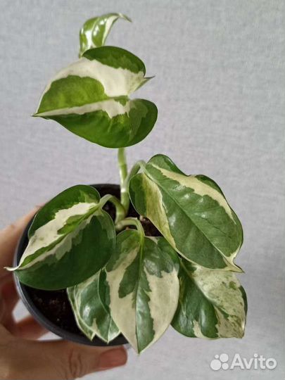 Сциндапсусы Эпипремнумы Комнатные растения Цветы