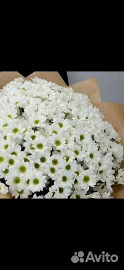 Хризантемы