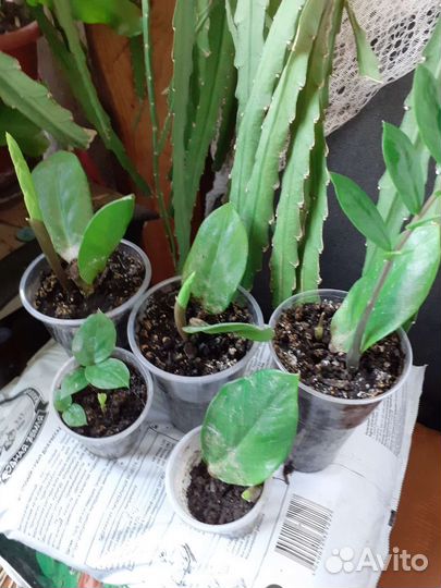 Листочки с отростками цветка Замиокулькас