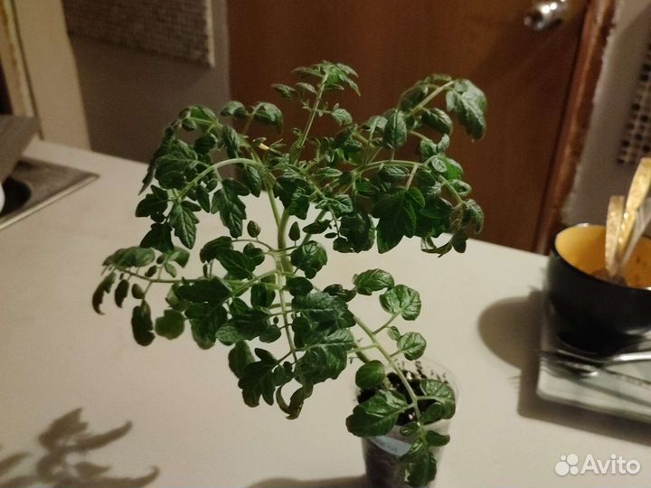 Комнатный томат 