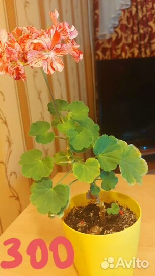 Красивые комнатные цветы