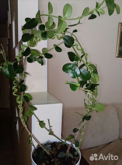 Мандевилла